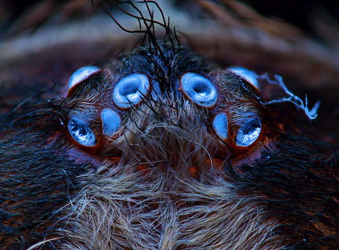 Tìm thấy loài nhện màu xanh dương ánh kim làm đau đầu các nhà khoa học - Ảnh 2.