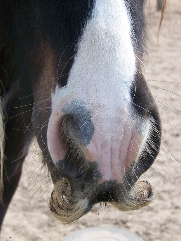 14 chú ngựa trông thật menly khi mọc râu - Ảnh 1.