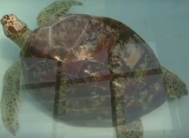 Thấy con rùa không thể bơi dưới nước, các bác sĩ siêu âm và phát hiện sự thật đáng sợ - Ảnh 1.