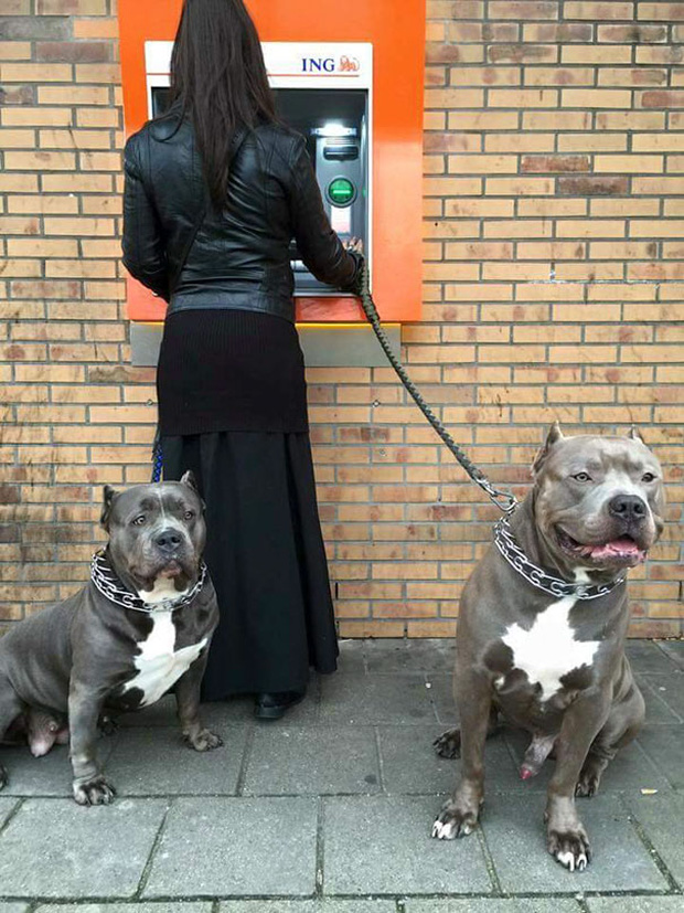Những chú chó vào vai bảo kê máu mặt tại các cây ATM vào ban đêm - Ảnh 2.