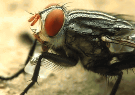 Tin được không, hóa ra loài ruồi vẫn biết rửa tay trước khi ăn đấy - Ảnh 2.