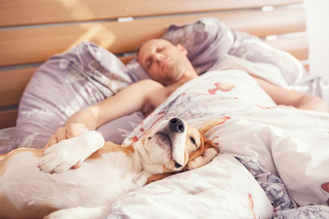 Chia sẻ giường với chú chó của mình, liệu bạn sẽ gặp vấn đề gì với giấc ngủ không? - Ảnh 2.