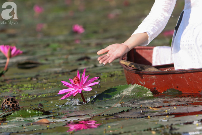  Đâu chỉ có lá vàng, thu Hà Nội còn là mùa nước nở hoa tím, đẹp lịm tim thế này - Ảnh 2.