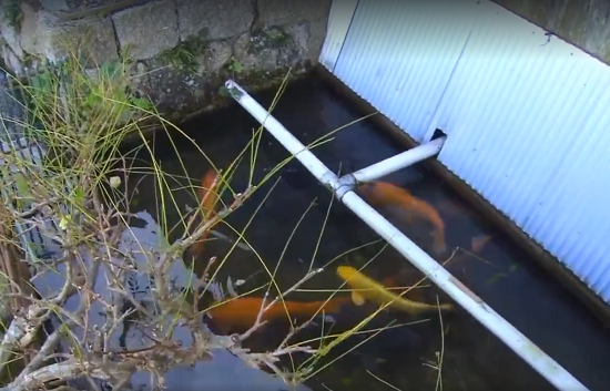 Người Nhật khiến cả thế giới thán phục vì rửa bát, rửa rau ngay ở kênh nuôi cá - Ảnh 2.