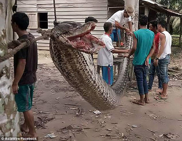 Bị trăn khổng lồ dài 7m cản đường, người đàn ông xông vào tử chiến và bất ngờ giành chiến thắng - Ảnh 2.