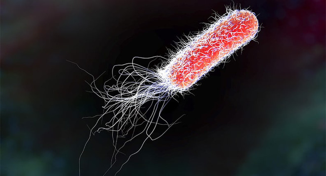 Nhiễm khuẩn E.Coli - nguyên nhân khiến ông trùm tạp chí Playboy qua đời: Mối nguy hại loài người phải đối mặt - Ảnh 2.