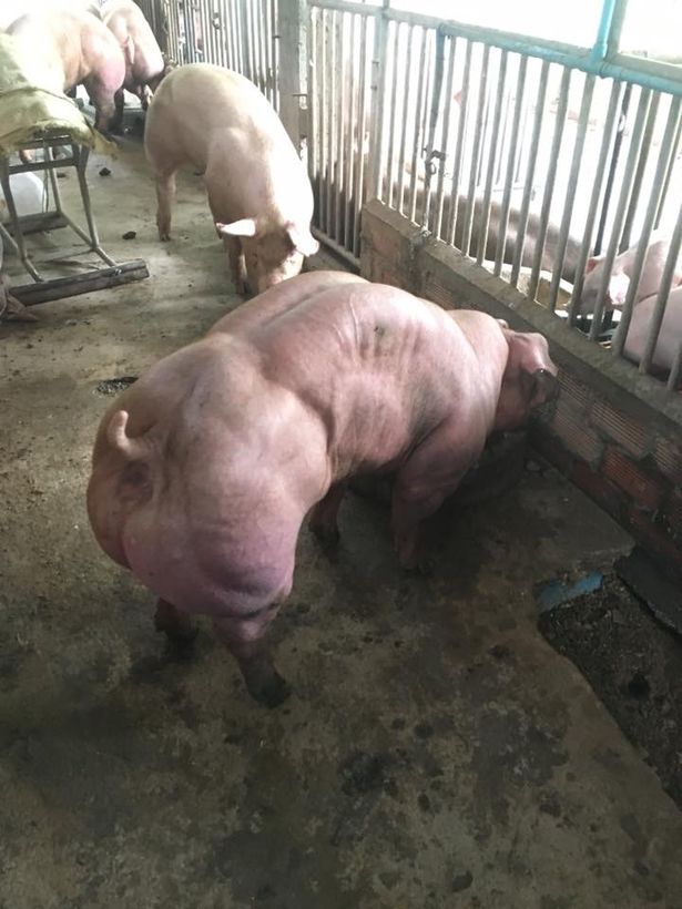 Lợn biến đổi gen cơ bắp cuồn cuộn ở Campuchia - Ảnh 2.