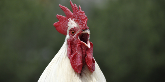 Các nhà khoa học Nhật Bản vừa lai tạo thành công giống gà đẻ ra thuốc chữa bệnh - Ảnh 2.