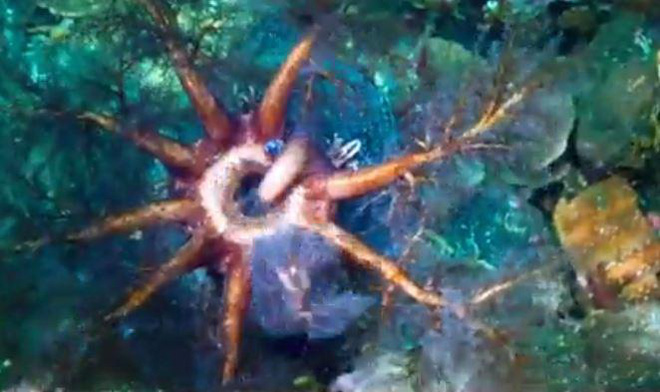 Xuống lòng đại dương sâu thẳm khám phá những sinh vật kỳ lạ như ở ngoài hành tinh - Ảnh 2.
