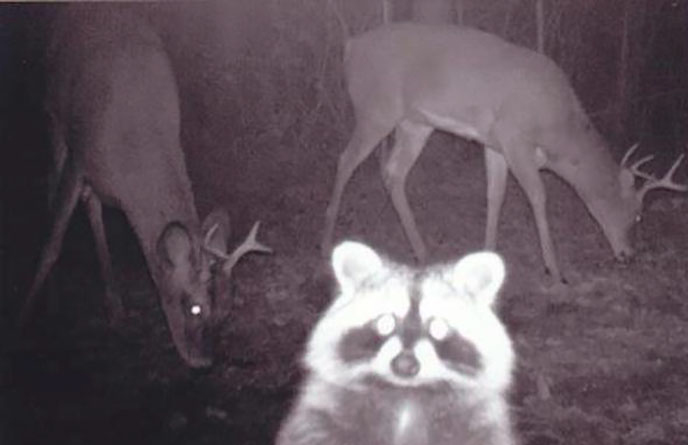 Raccoon Rides Deer Through Countryside, Leaves Scientists and Locals Amazed Đặt máy quay lén động vật, thợ săn bất ngờ khi thấy những hành vi kỳ lạ của chúng
