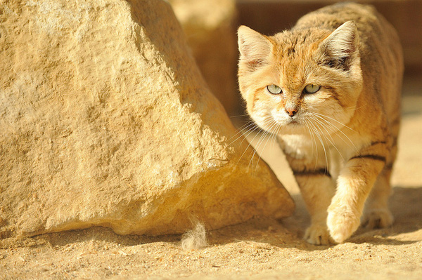 Giống mèo mini mới được ghi hình lần đầu tiên tại sa mạc - Ảnh 1.