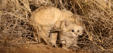 Giống mèo mini mới được ghi hình lần đầu tiên tại sa mạc - Ảnh 3.