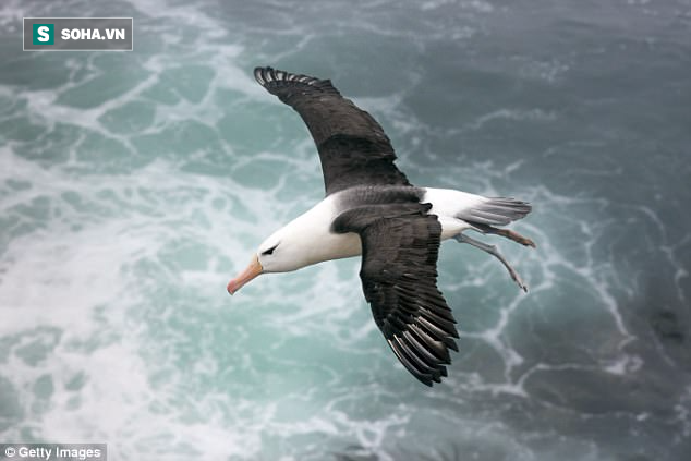 Giới khoa học giải mật tuyệt chiêu bay 804 km chỉ vỗ cánh vài lần của chim hải âu - Ảnh 1.