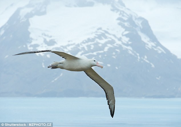 Giới khoa học giải mật tuyệt chiêu bay 804 km chỉ vỗ cánh vài lần của chim hải âu - Ảnh 2.