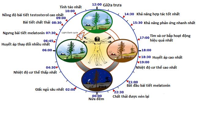 Vì sao bạn buồn ngủ vào ban đêm và tỉnh giấc vào ban ngày? Đây là câu trả lời - Ảnh 1.