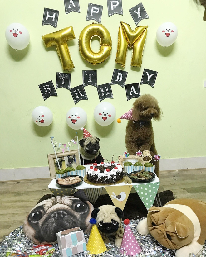 Em cún tên Tom 2 tuổi và tiệc mừng sinh nhật cực hoành tráng, còn mời cả bạn bè tới chơi - Ảnh 2.