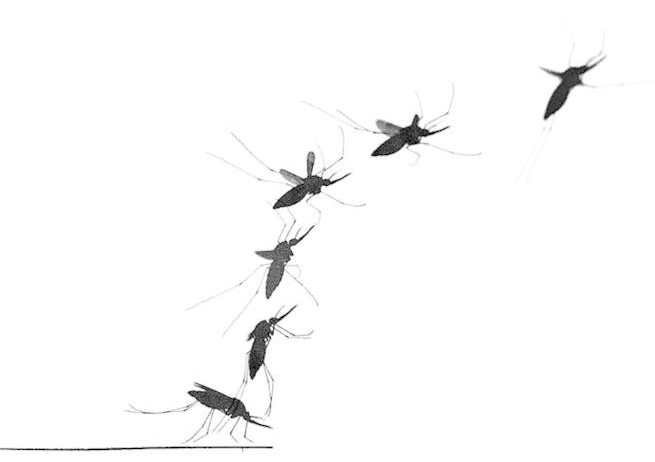 Cách bay ngược đời của muỗi khiến chúng trở nên cực kỳ đáng sợ - Ảnh 1.