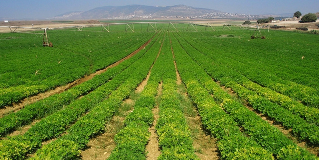 Biến tôm đực thành tôm cái, gắn thiết bị công nghệ lên chuồng bò... người Israel đã tạo ra phép màu trong nền nông nghiệp như thế này! - Ảnh 1.