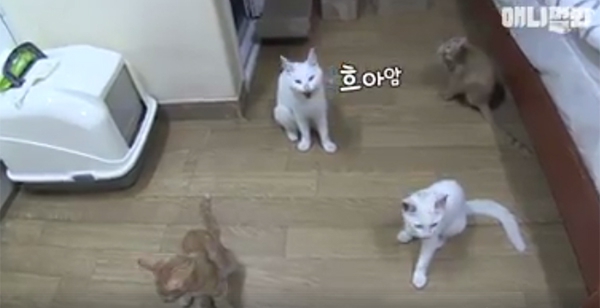 Đi khắp nơi xin đồ ăn cho cả xóm, cô mèo Hàn Quốc được mệnh danh tốt bụng nhất thế giới - Ảnh 2.