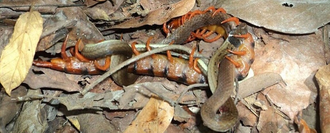 Xem cảnh con rết cắn chết và ăn hết một con rắn đang đẻ trứng - Ảnh 1.