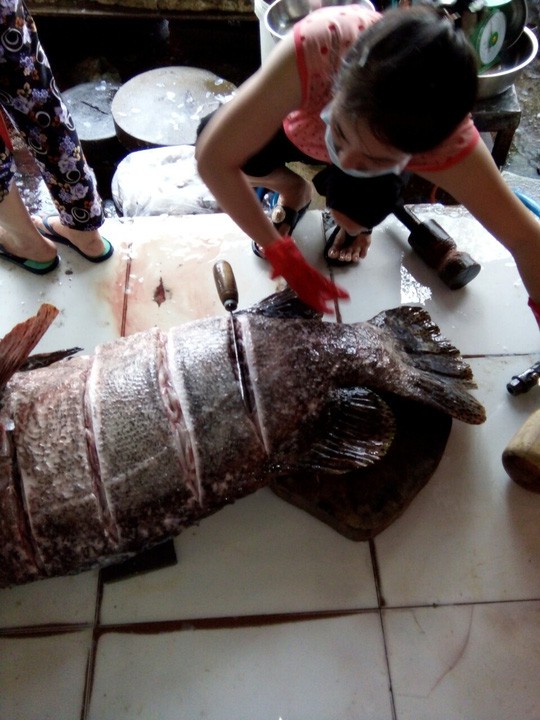 Bắt được cá mú “khủng” nặng 55 kg ở Phú Quốc - Ảnh 1.