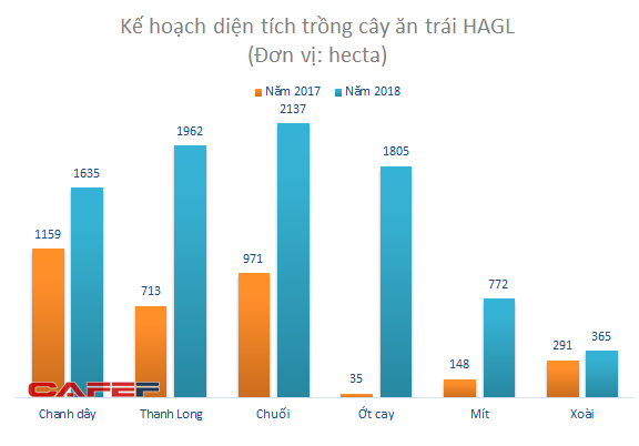  Hoàng Anh Gia Lai đặt vận mệnh vào cây ngắn ngày  - Ảnh 1.