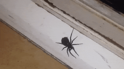 Kinh hoàng cảnh đàn nhện con chui ra từ bụng mẹ khi bị phun thuốc diệt côn trùng - Ảnh 1.