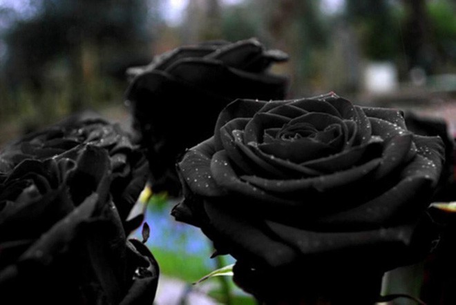 Xôn xao loài hoa hồng đen cực quý hiếm, chỉ trồng được ở duy nhất 1 ngôi làng - Ảnh 1.
