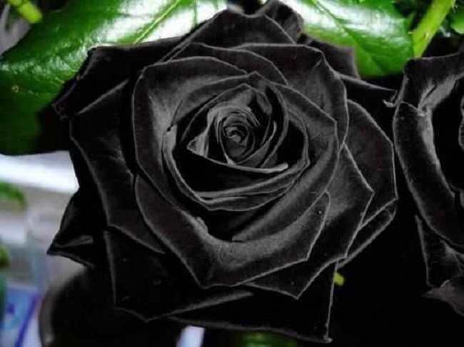 Xôn xao loài hoa hồng đen cực quý hiếm, chỉ trồng được ở duy nhất 1 ngôi làng - Ảnh 2.