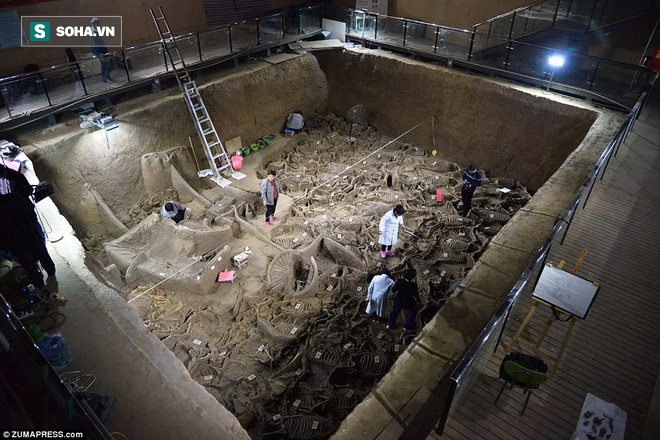 Bí ẩn cổ mộ 2.400 năm chứa hơn 100 xác ngựa ở Trung Quốc - Ảnh 1.