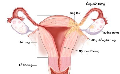 Khám phá bí mật bộ máy sinh sản của phụ nữ - Ảnh 1.