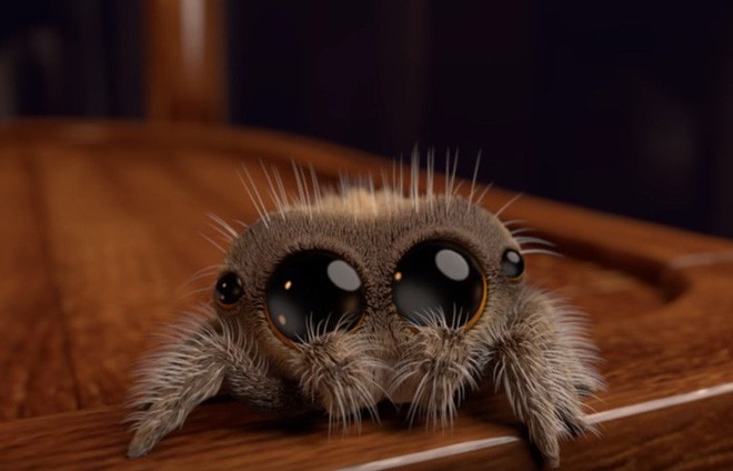 Chú nhện Lucas này sẽ là liều thuốc trị chứng sợ nhện cho bạn - Ảnh 1.