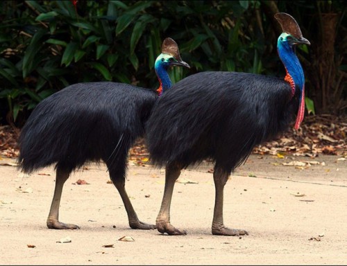 Cận cảnh loài chim nguy hiểm nhất thế giới được ghi trong kỷ lục Guinness - Ảnh 1.