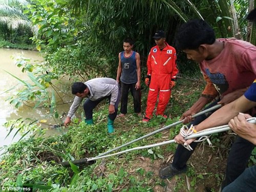 Hổ mang chúa dài hơn 5 mét diệt gọn một con trăn - Ảnh 2.