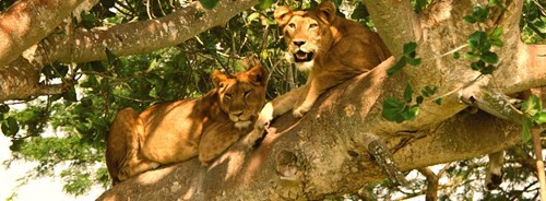 Đến Uganda khám phá động vật hoang dã hấp dẫn nhất thế giới - Ảnh 2.