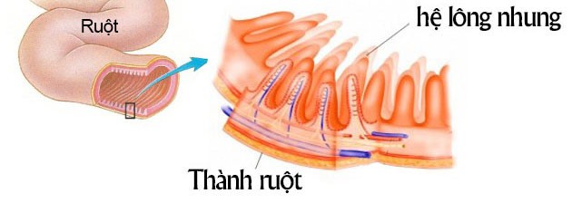 Bảo bối giúp xử lý tình trạng đau bụng, đi ngoài sau khi uống rượu bia - Ảnh 1.