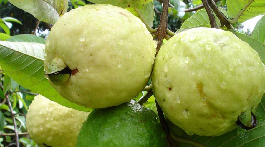 C&aacute;ch chọn mua ổi ngon nhất: B&iacute; quyết để bạn trở n&ecirc;n s&agrave;nh ăn hơn - Ảnh 2.