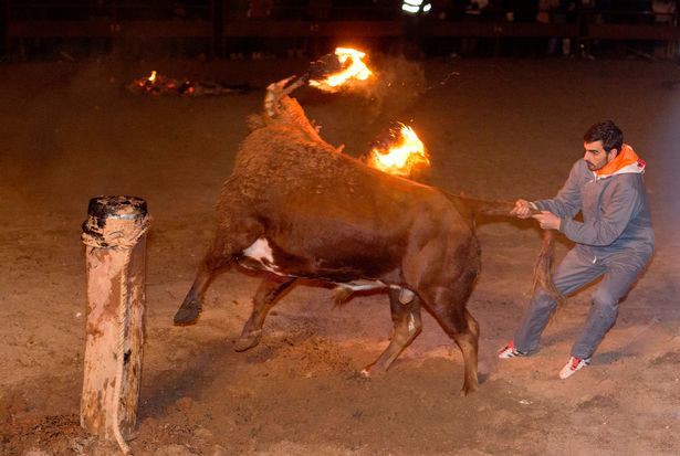 Số phận đau thương những chú bò trong lễ hội Tây Ban Nha: Sừng bị thiêu rụi, quằn quại trong lửa - Ảnh 1.