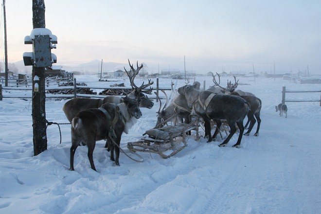  Oymyakon: Ngôi làng lạnh nhất thế giới  - Ảnh 1.