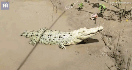  Tìm thấy cá thể cá sấu trắng cực hiếm tại Úc  - Ảnh 2.