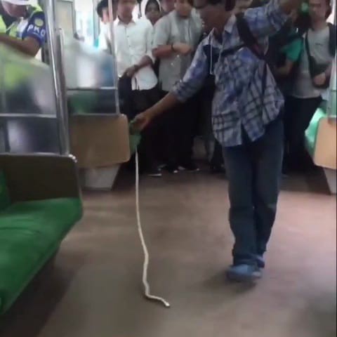 Bắt rắn bằng tay không trên tàu điện ngầm, đây chính là người hùng hot nhất mạng xã hội Indonesia - Ảnh 3.