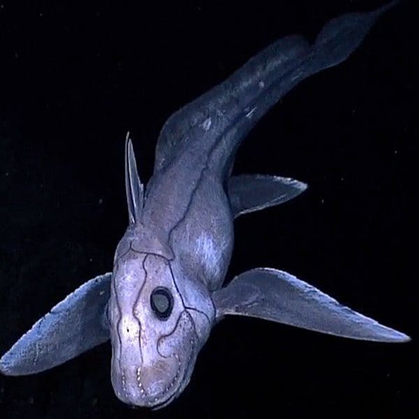 Những sinh vật kỳ dị, xứng danh quái vật đáng sợ bậc nhất dưới đại dương - Ảnh 4.