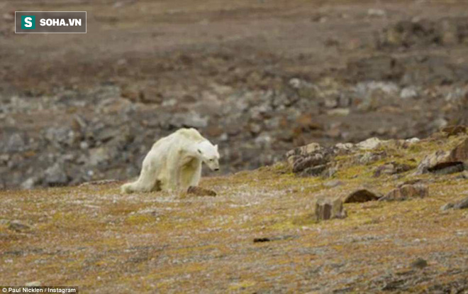 Cảnh tượng ám ảnh: Gấu Bắc Cực gầy trơ xương trên hòn đảo... không băng - Ảnh 1.