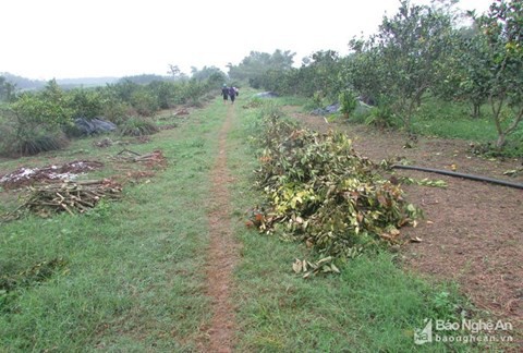 Nghệ An: Cam Vinh bán giá 3.000 đồng không ai mua - Ảnh 2.