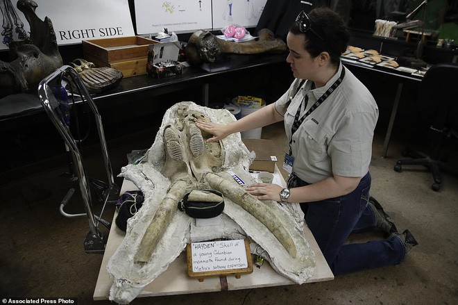Đào đường hầm, công nhân ngỡ ngàng khi tìm thấy hóa thạch động vật 10.000 năm từ kỷ Băng Hà - Ảnh 2.