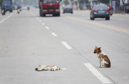 Xúc động cảnh chú chó dùng mũi đào đất chôn xác bạn - Ảnh 2.