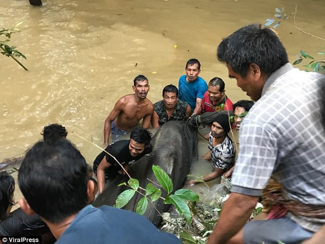 Hơn 6 giờ giải cứu Vua đầm lầy khổng lồ nặng gần 200kg mắc cạn ở Thái Lan - Ảnh 2.