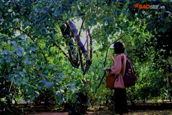 Giới trẻ mê mẩn vườn táo ‘sống ảo’: Vặt táo xanh ăn thoải mái, check-in ảnh đẹp giá chỉ 10K - Ảnh 2.