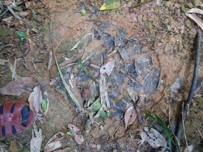 Người dân xôn xao khi liên tiếp phát hiện voi rừng tại Hà Tĩnh - Ảnh 1.