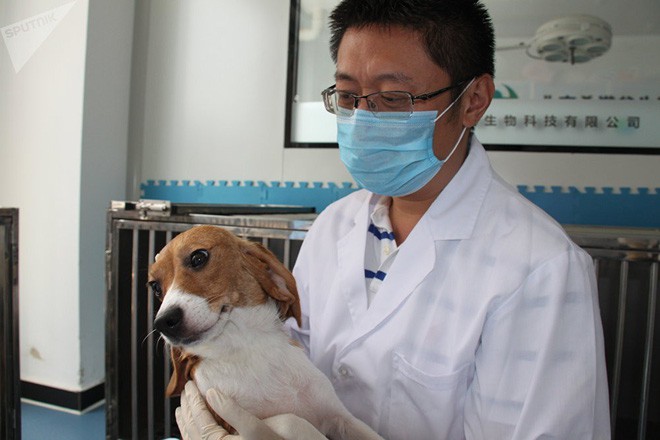 Trung Quốc đang nhân bản chó biến đổi gen để làm gì? - Ảnh 1.